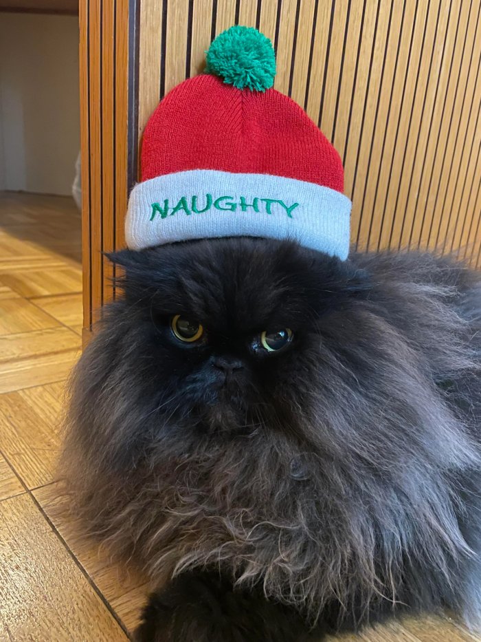 naughty cat
