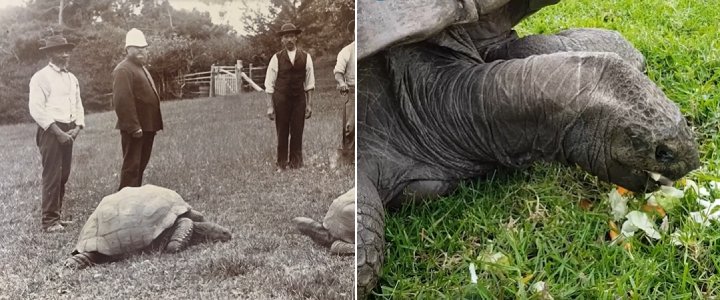 191 year old tortoise
