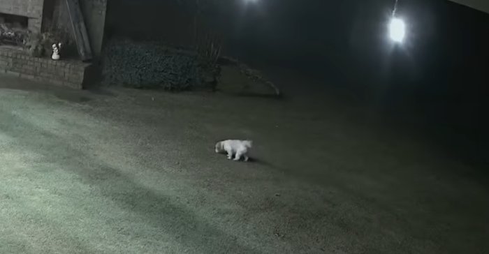 black cat saves dog from coyote