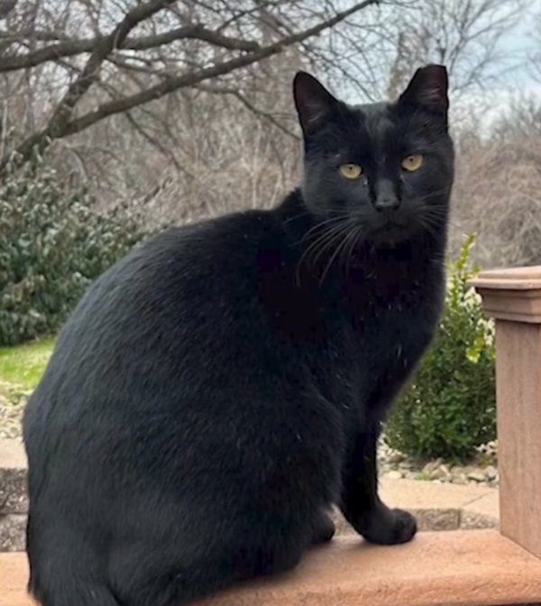 cat saves dog from coyote attack