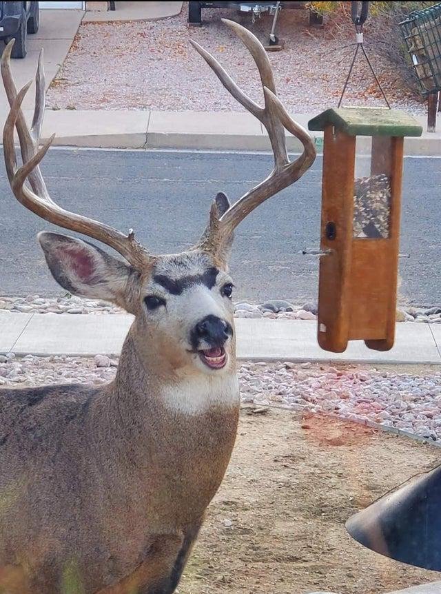 deer smiles