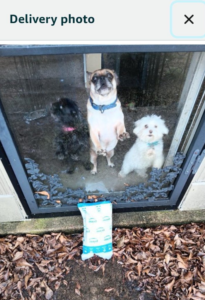 amazon delivery photo with dogs