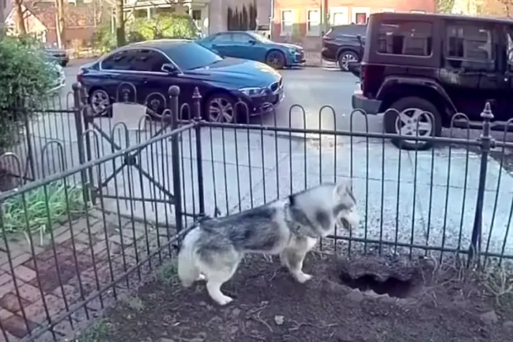 dog saves neighborhood gas leak
