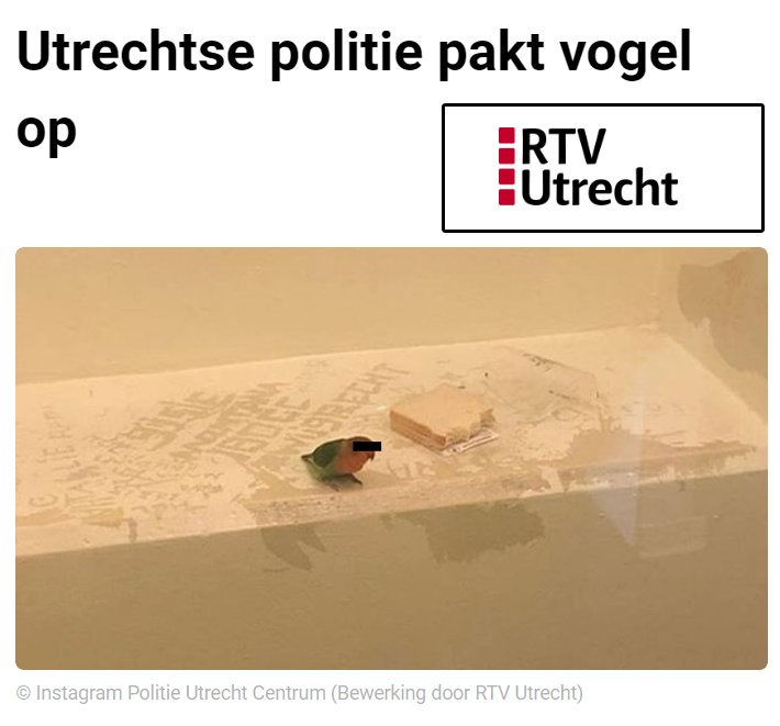 dutch police arrest bird