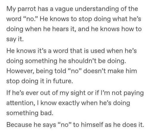 parrot no story