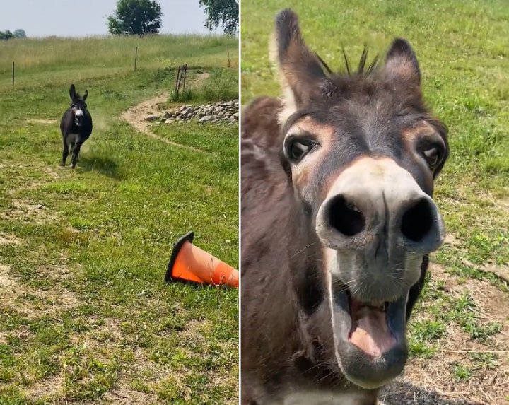 Henry the donkey