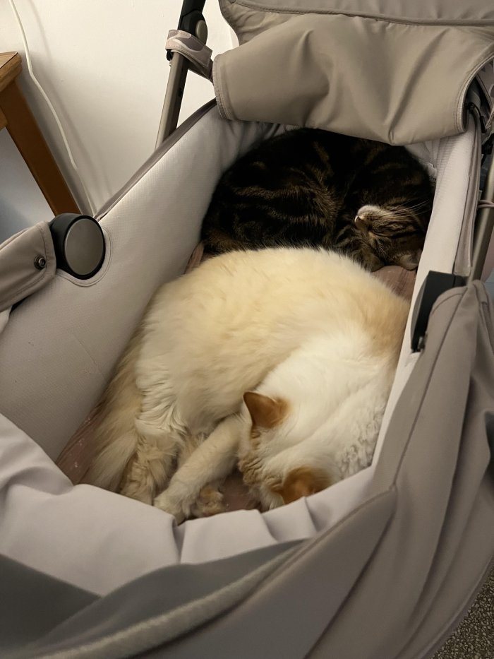 stroller with cats