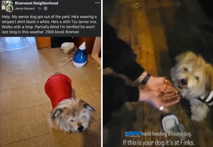woman finds missing dog at bar