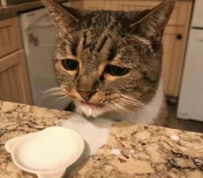 cat cry spilled milk