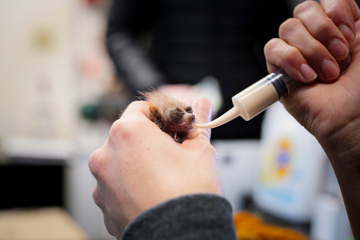 pygmy slow loris memphis zoo