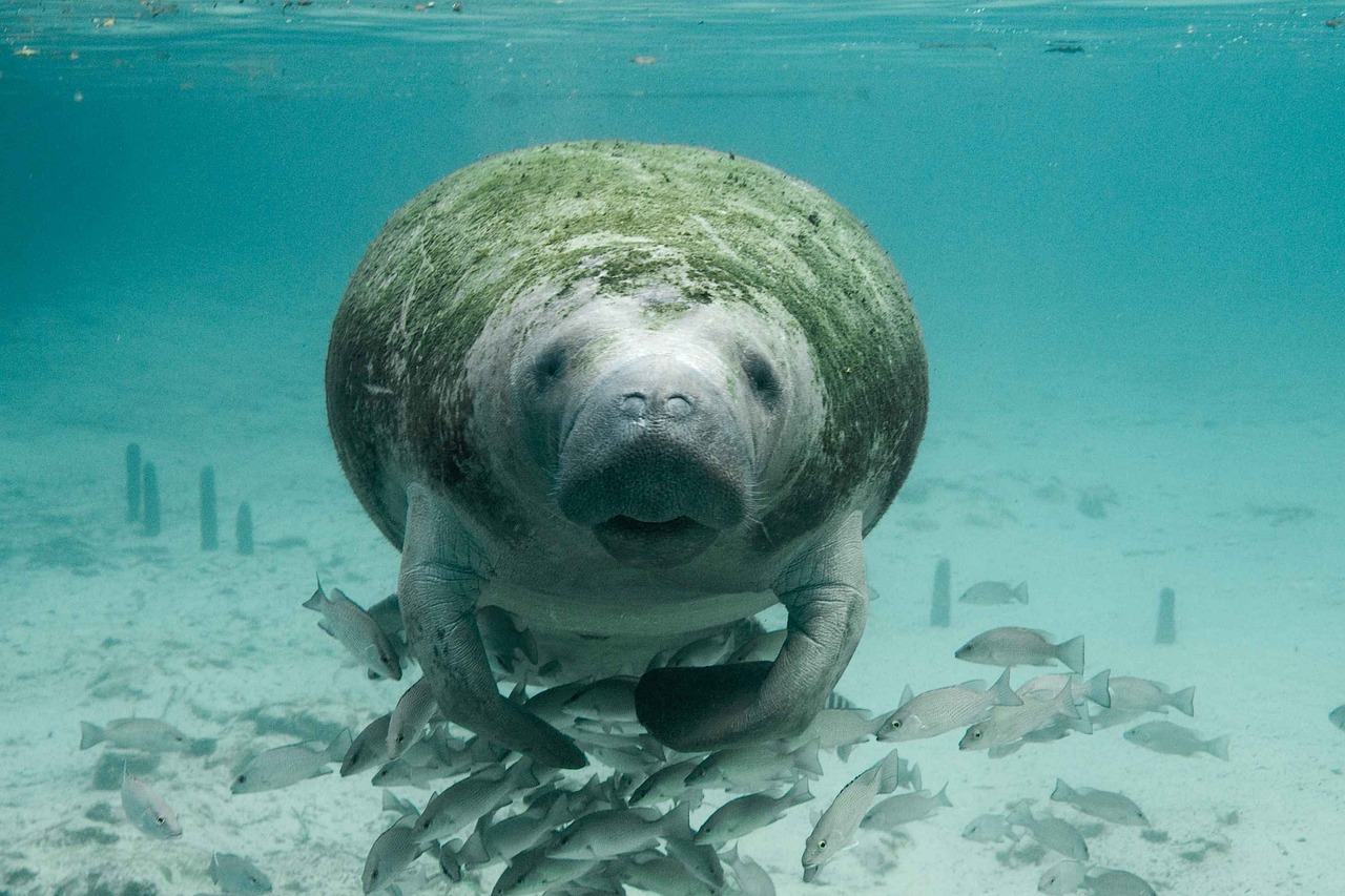 manatees good news