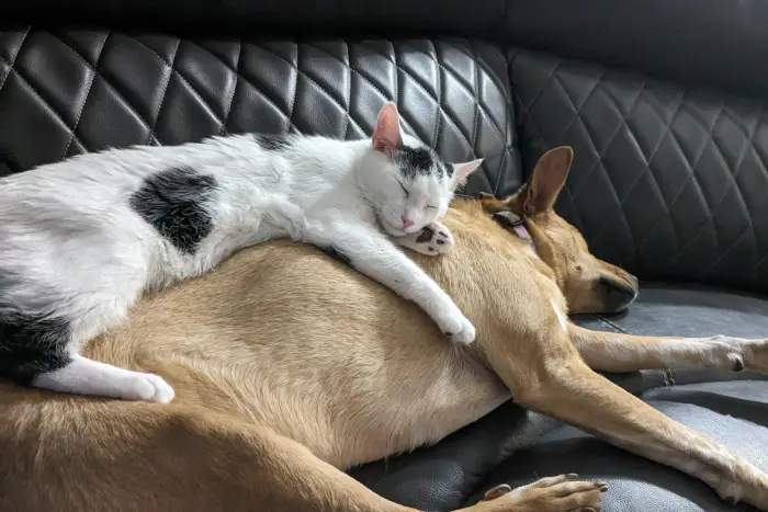 nap cat and dog