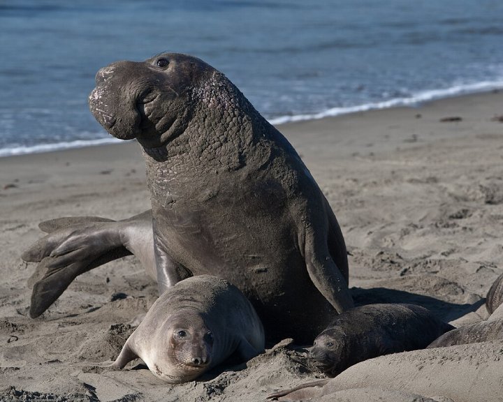 elephant seal