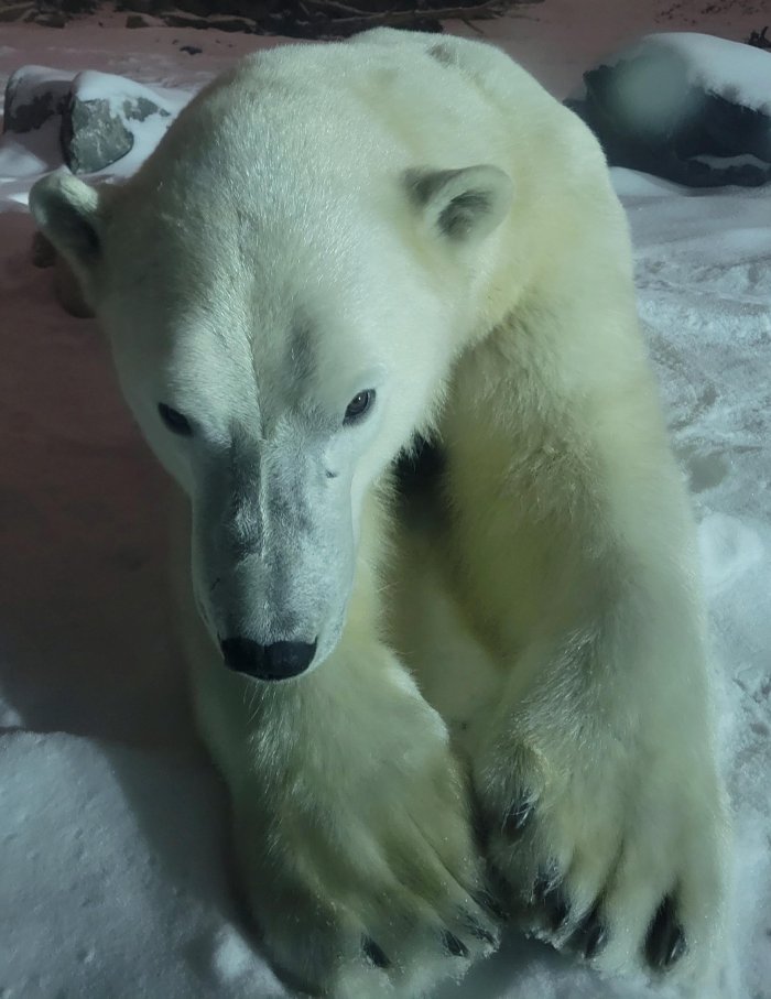 polar bear zoo