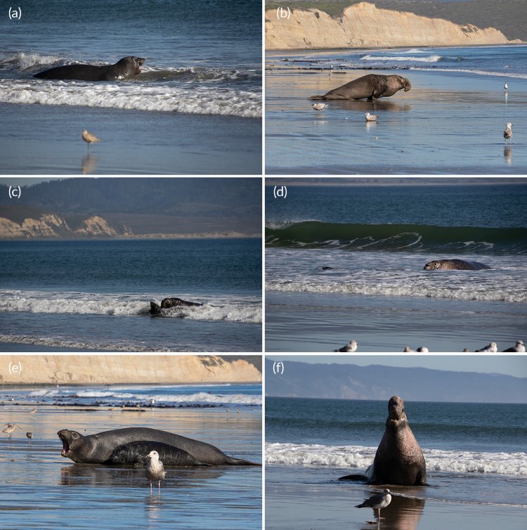 elephant seal