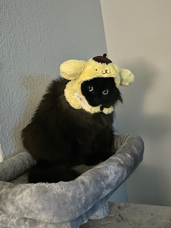 cat with a hat on
