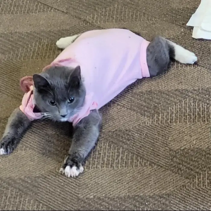 cat in onesie