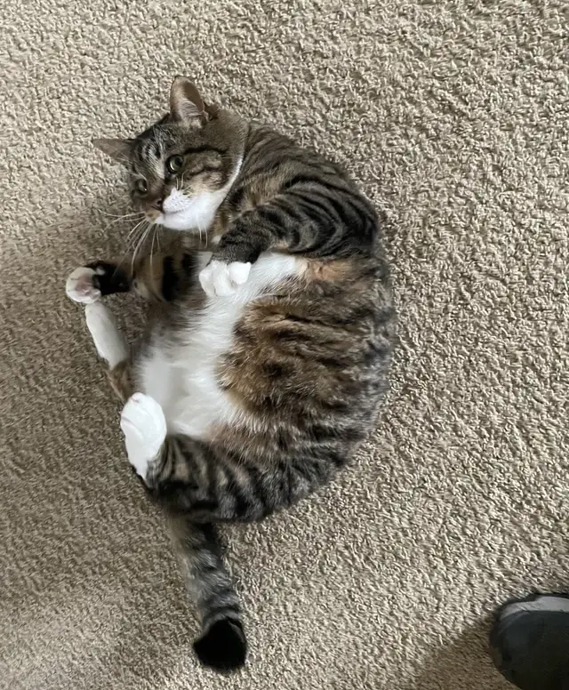 cat belly