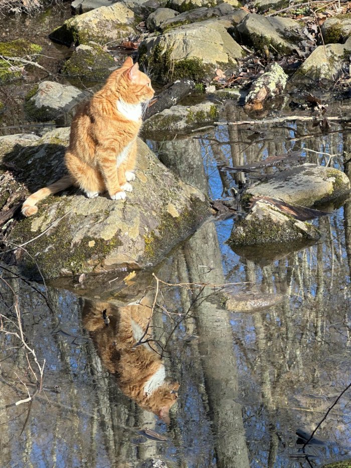 cat hiking trail