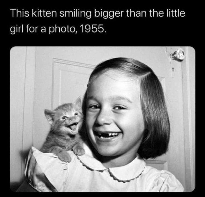 cat teeth smiling