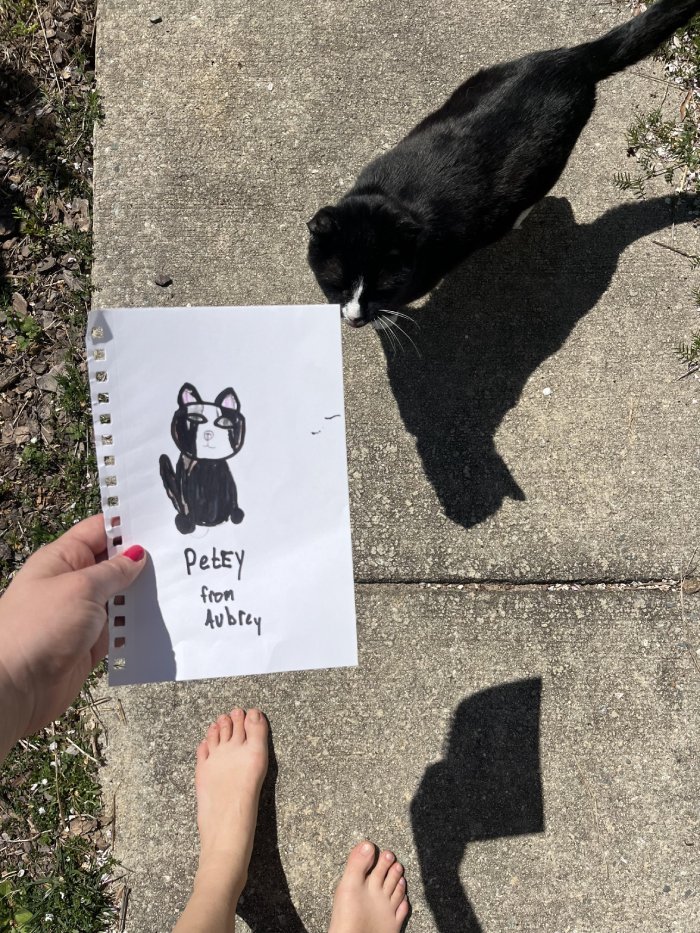 cat picture and drawing