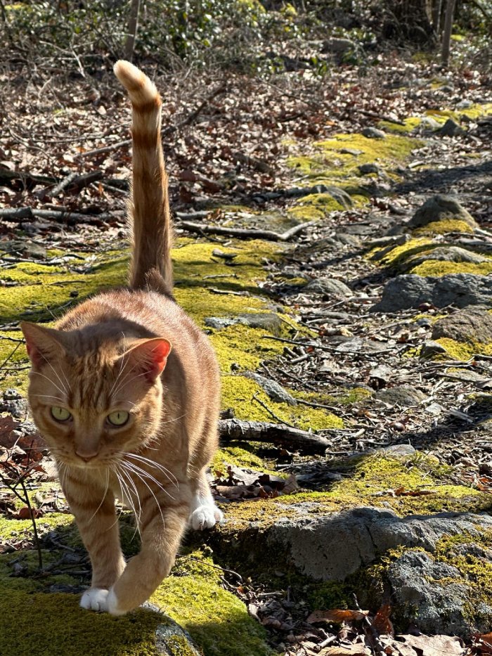 cat hiking trail