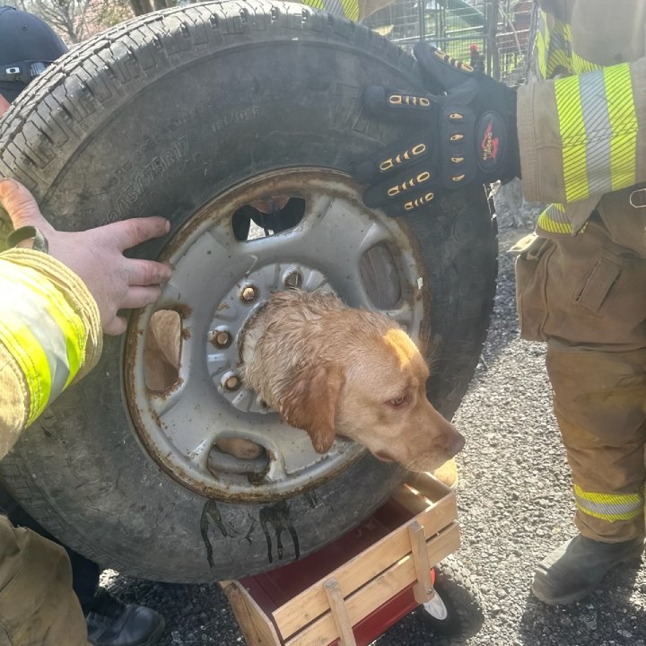 firefighters rescue dog