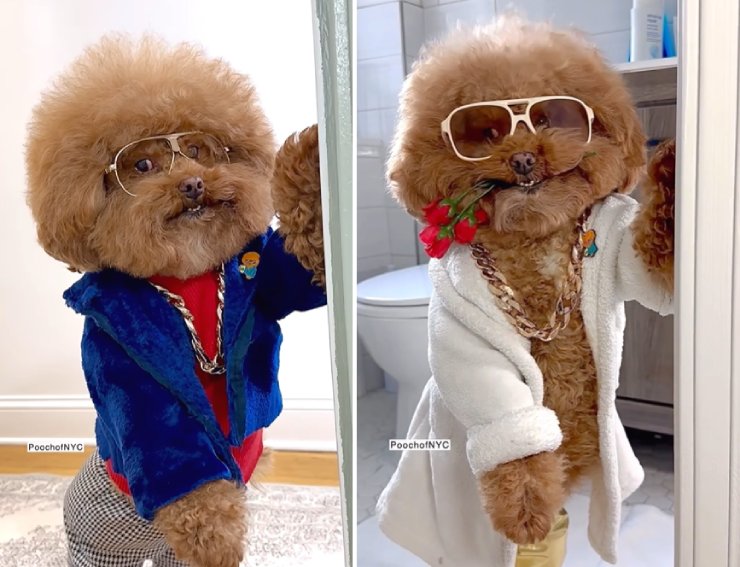 dog standing in doorway videos pooch of nyc