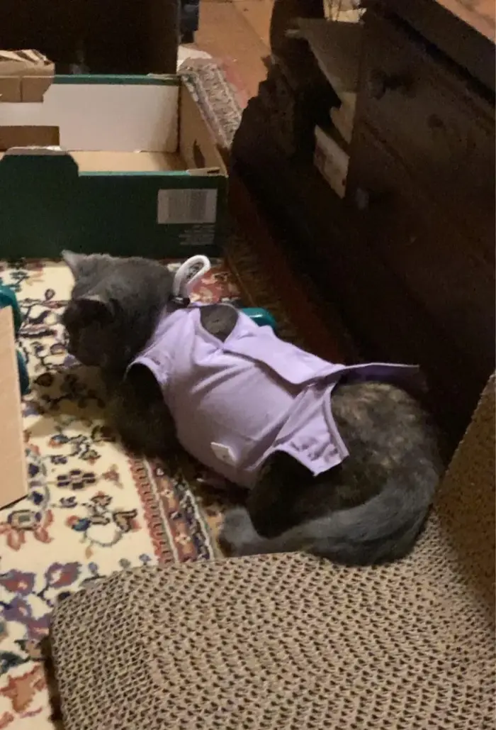 cats in onesies