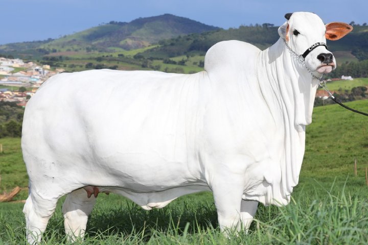 white cow expensive