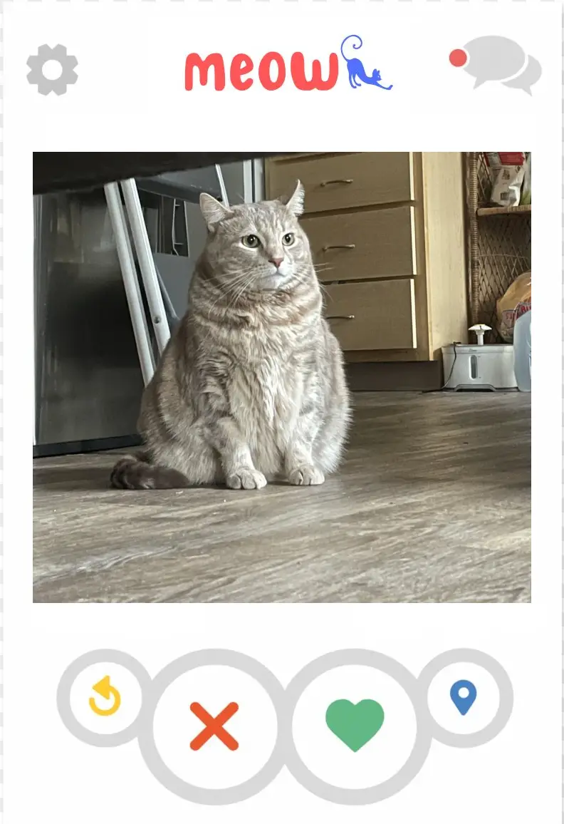 cat dating app