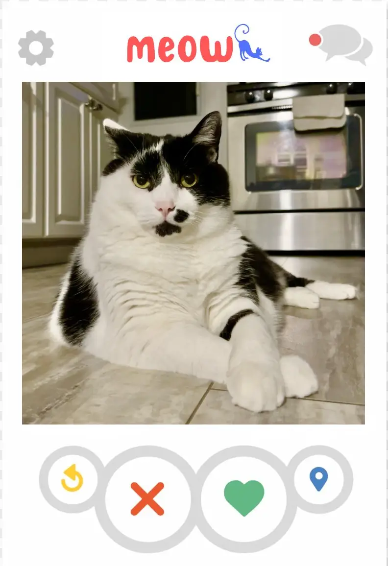 cat dating app