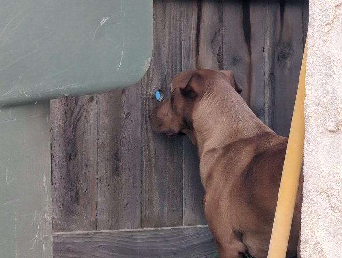 dogs hole in fence