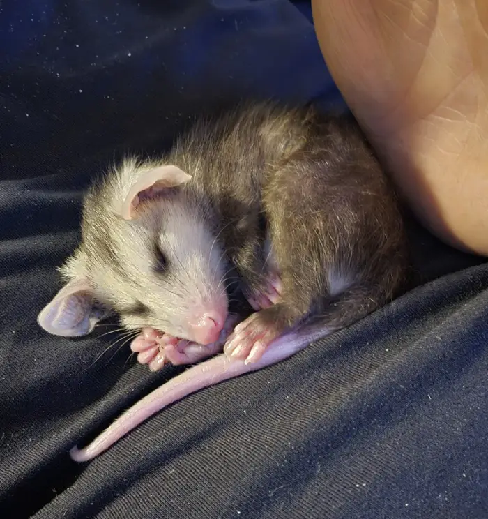 baby possum sleeping