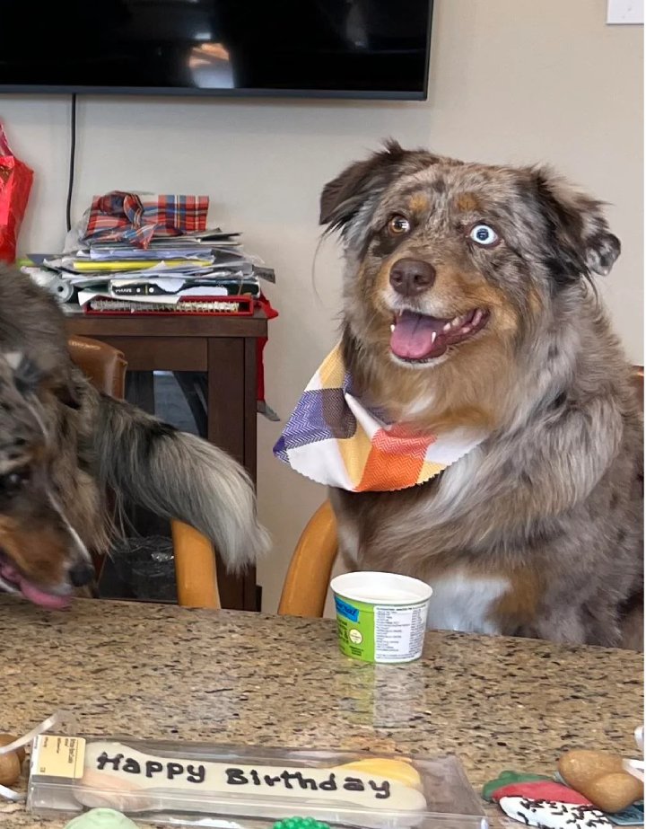 1st birthday reunion for litter of puppies