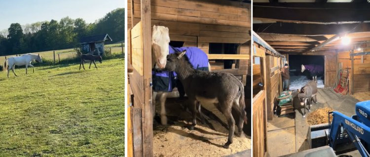 luna blind horse petey the donkey