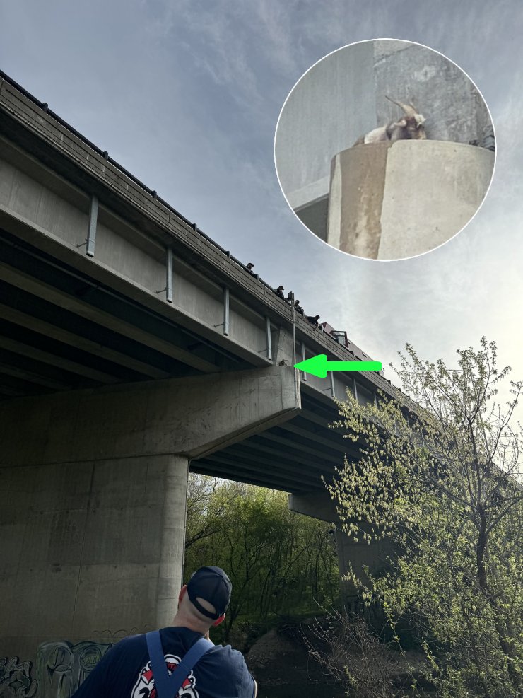 goat trapped on bridge