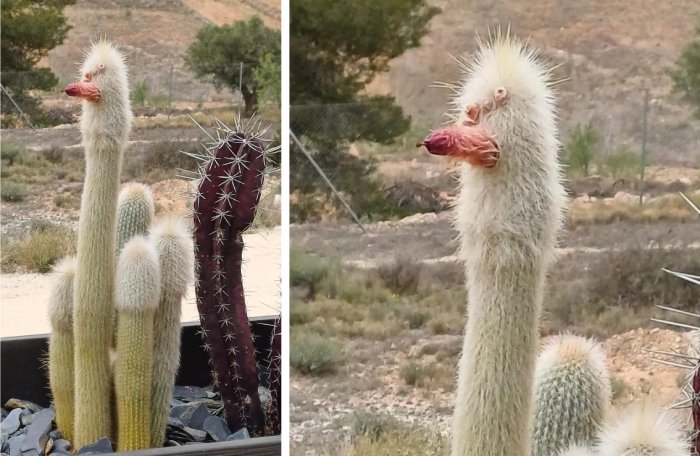 cactus crazy chicken face