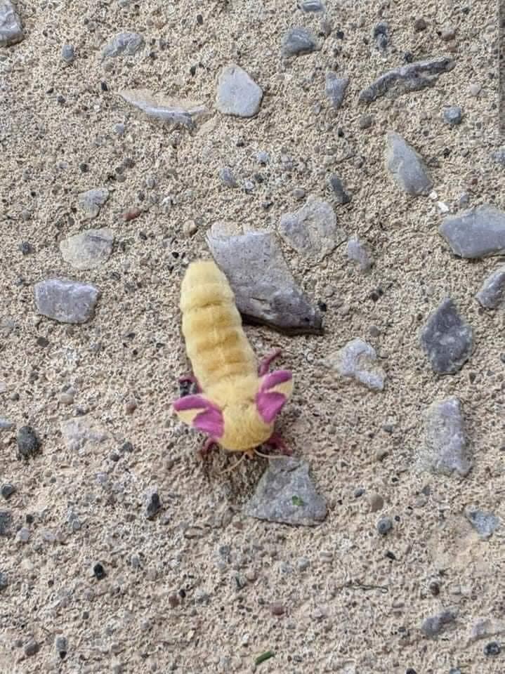 Rosy Maple Moth