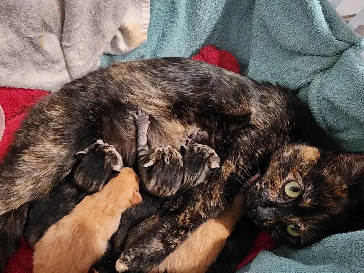 momma cat and babies