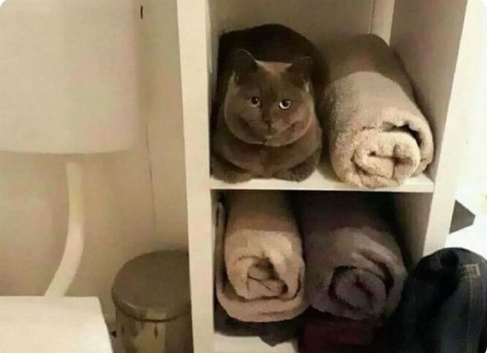 cat towel