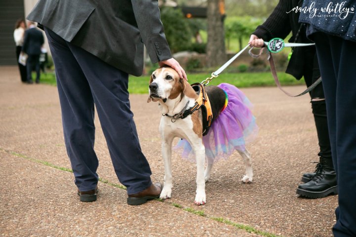 old dog prom photos