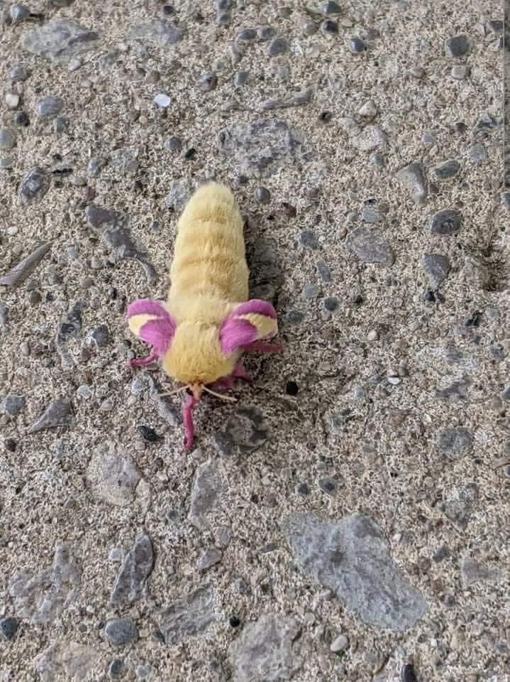 Rosy Maple Moth