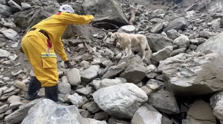 dog fails police hero at earthquake