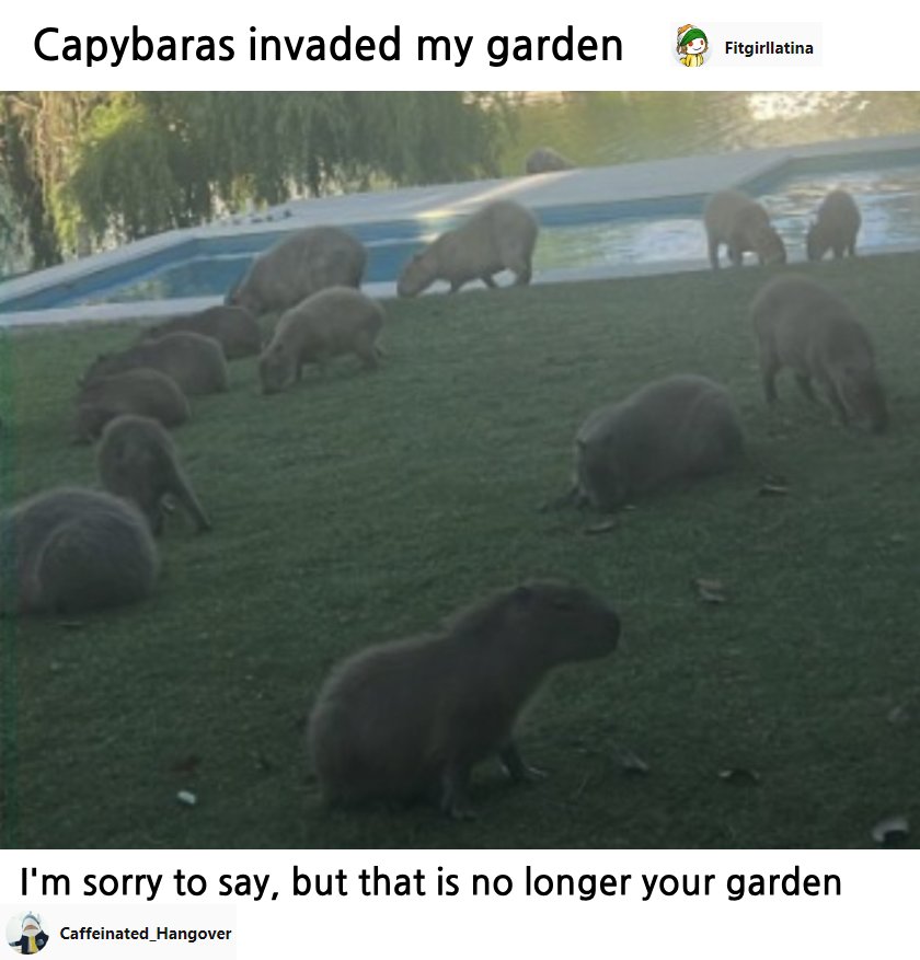 capybara invasion