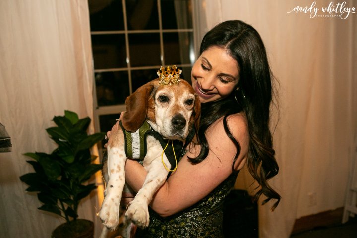 old dog prom photos