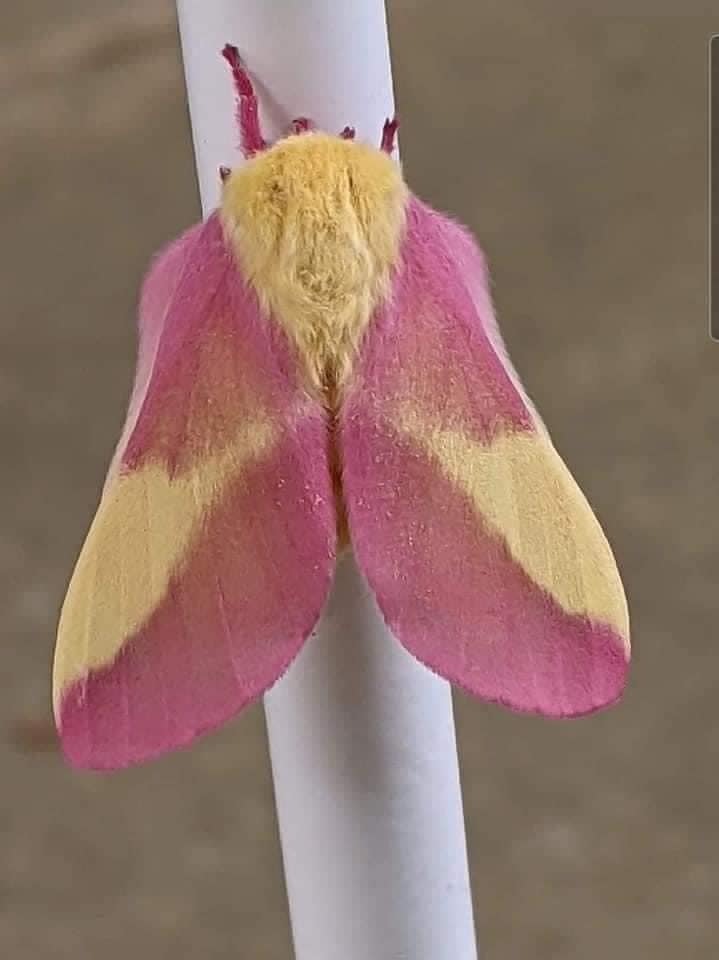 Rosy Maple Moth