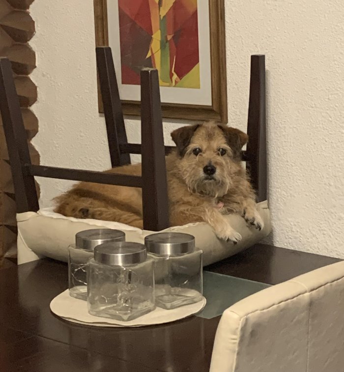 dog in chair upside down on table