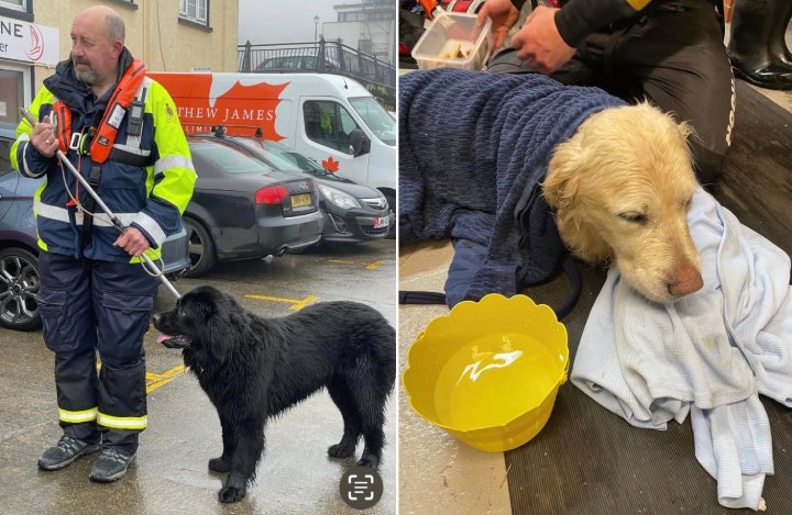 newfoundland rescues golden retreiver