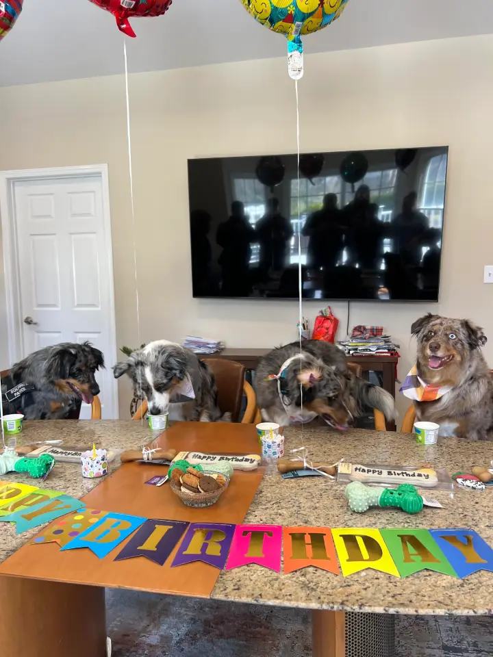 1st birthday reunion for litter of puppies